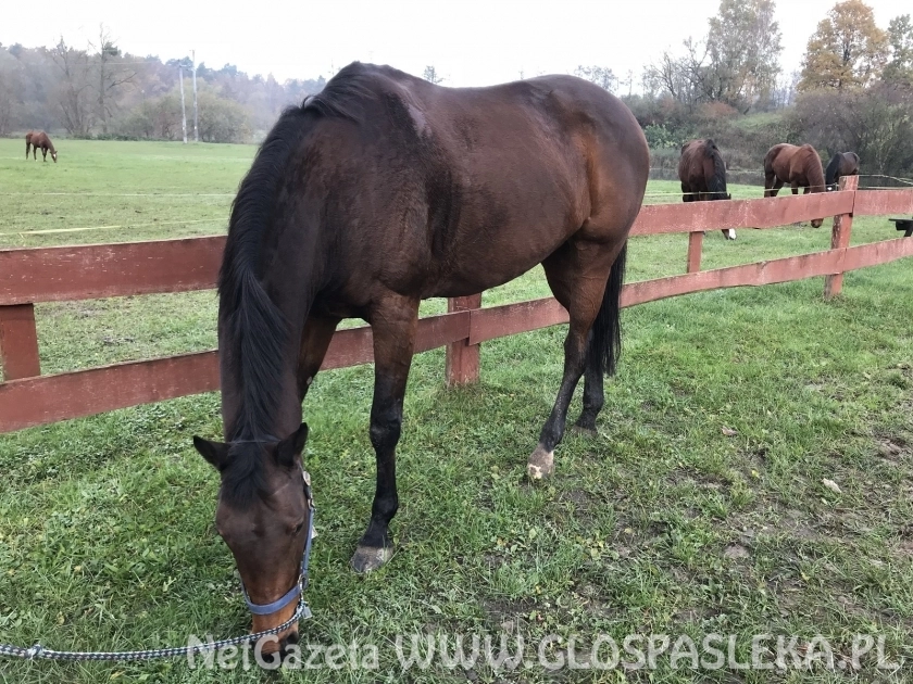 Uwaga amazonki z Nenii