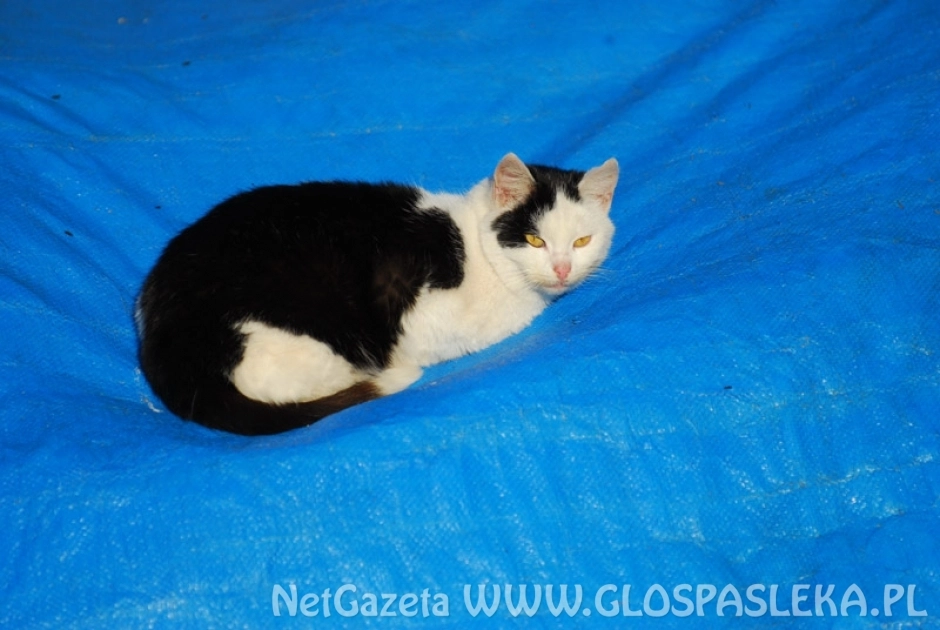 Koty do sterylizacji