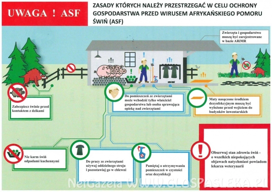 Afrykański pomór świń - dowiedz się więcej 