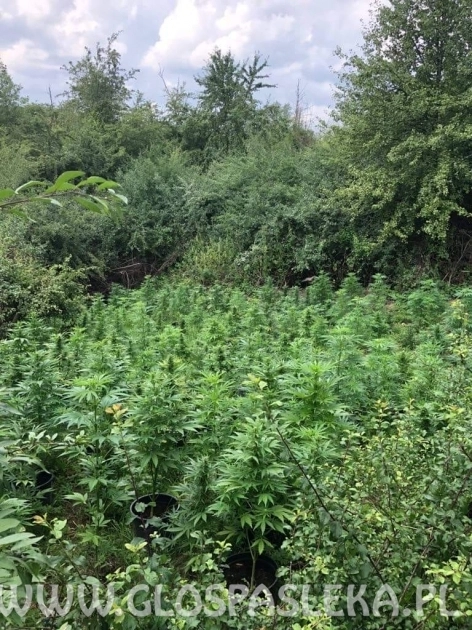 Policjanci  zlikwidowali plantację konopi