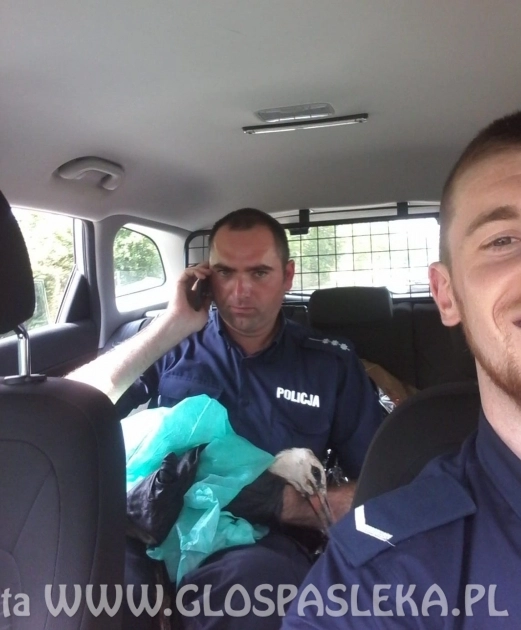 Pierwszy lot w chmurach – młody bocian żyje