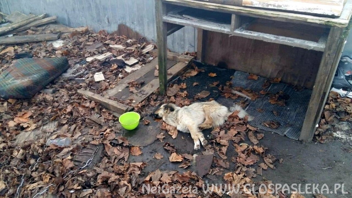 Śledczy wyjaśniają sprawę zagłodzenia psa