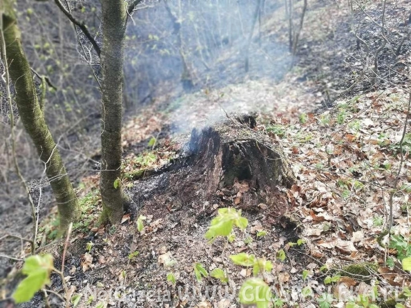 Pożar lasu w Warszewie