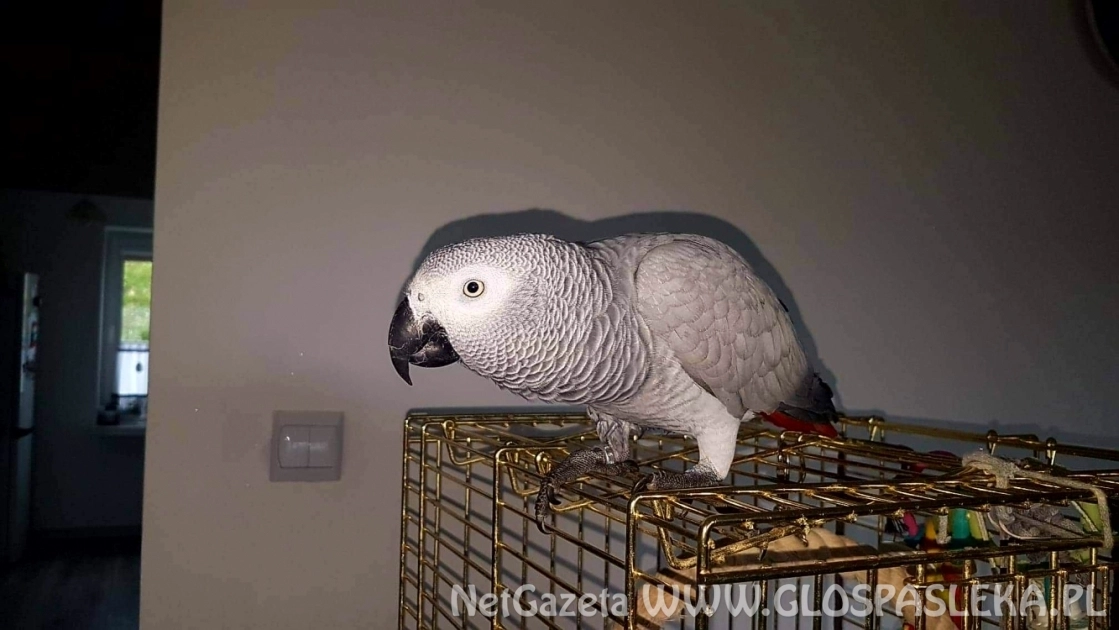 Uciekła papuga ŻAKO
