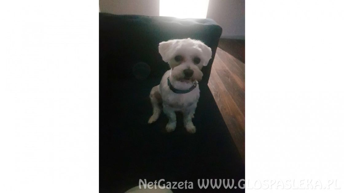 Zaginął piesek