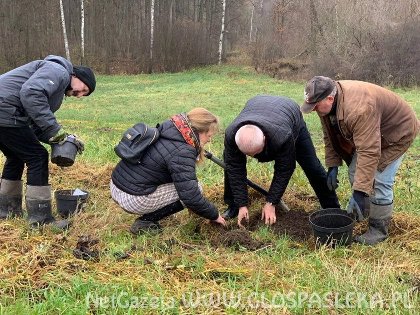 Bez i łąka kwietna