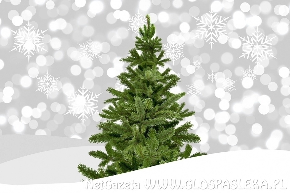 Sprzedaż drzewek choinkowych