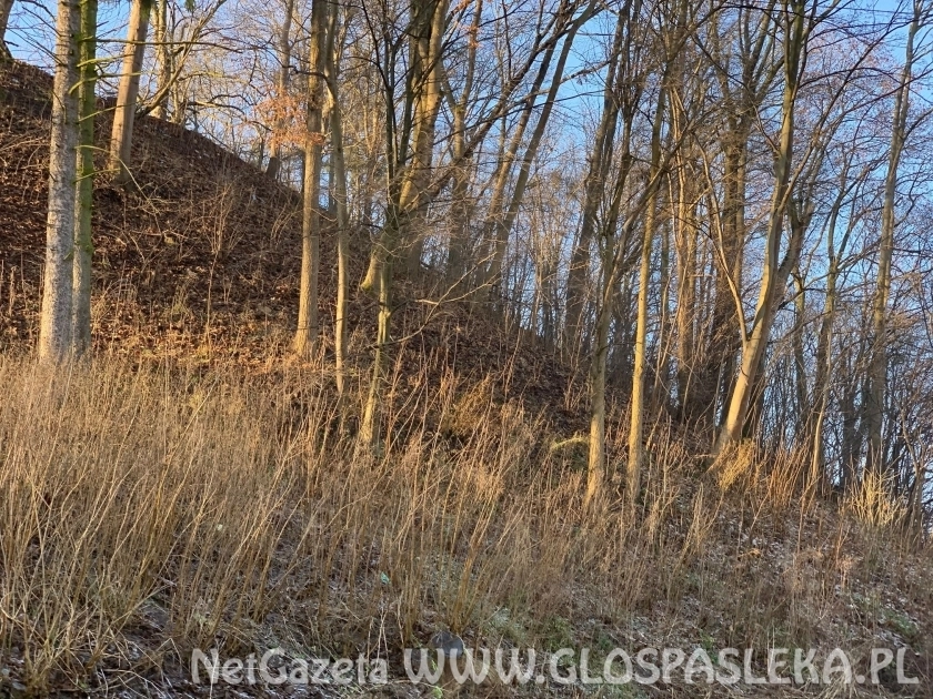 Inwentaryzacja drzew na skarpie zamkowej