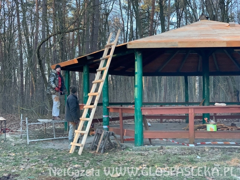 Grzybek do celów gastronomicznych