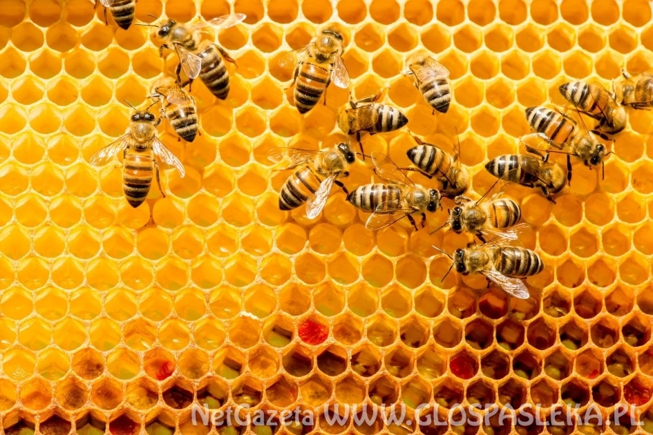 Konkurs ofert – II edycja