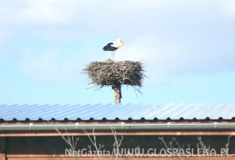 Wracają bociany