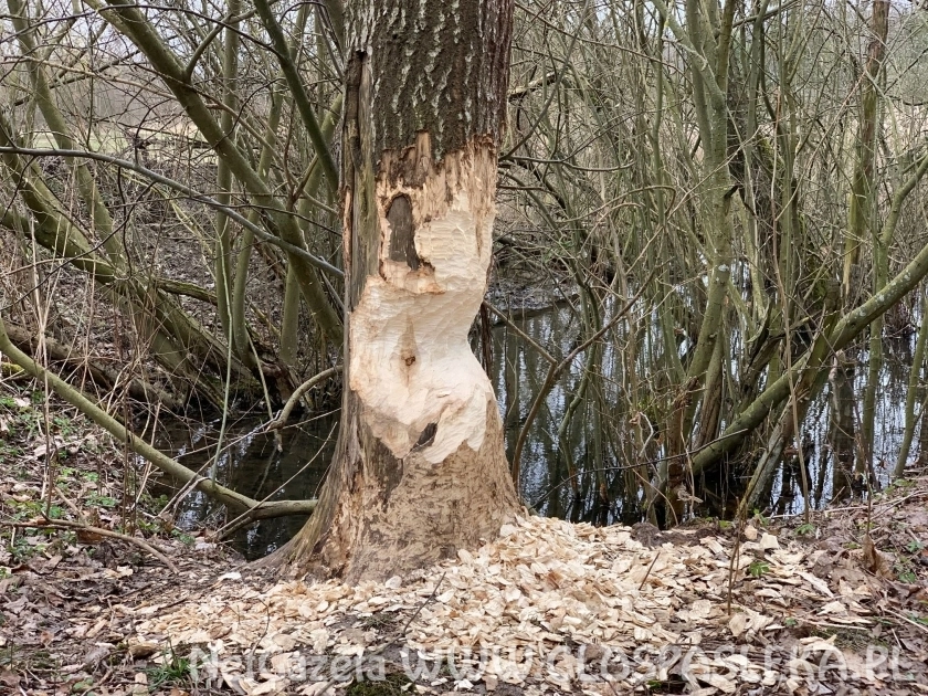 Bobry mają się dobrze