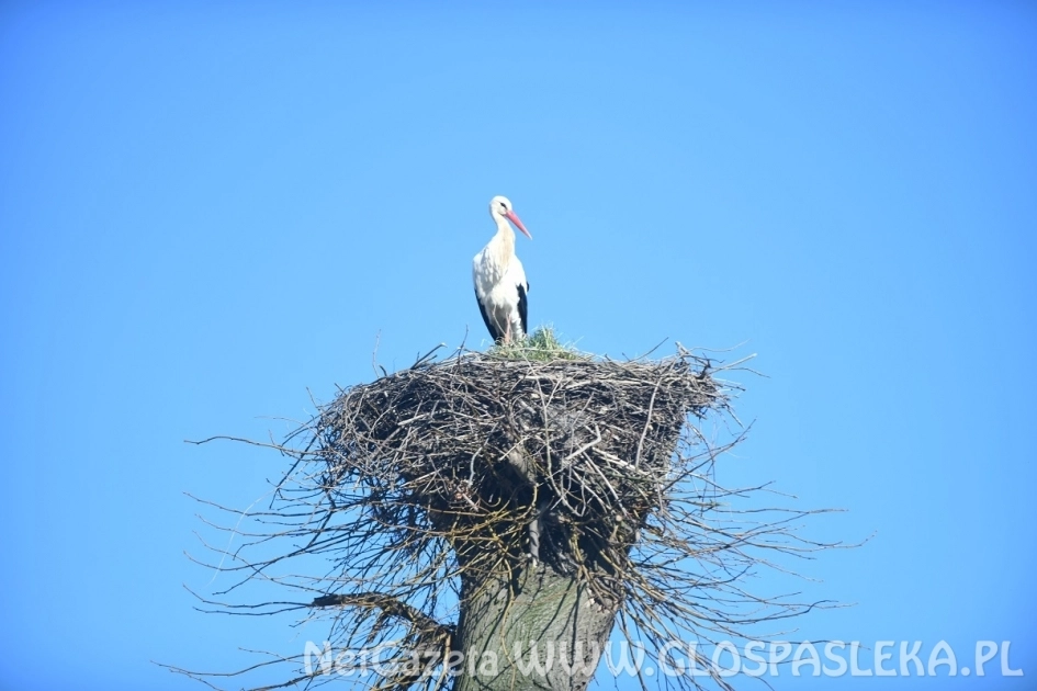 Wrócił bocian z ul. Partyzantów