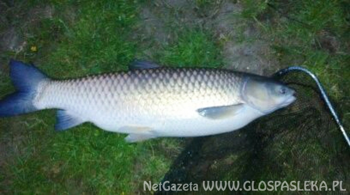 Amury z Zakrzewka II