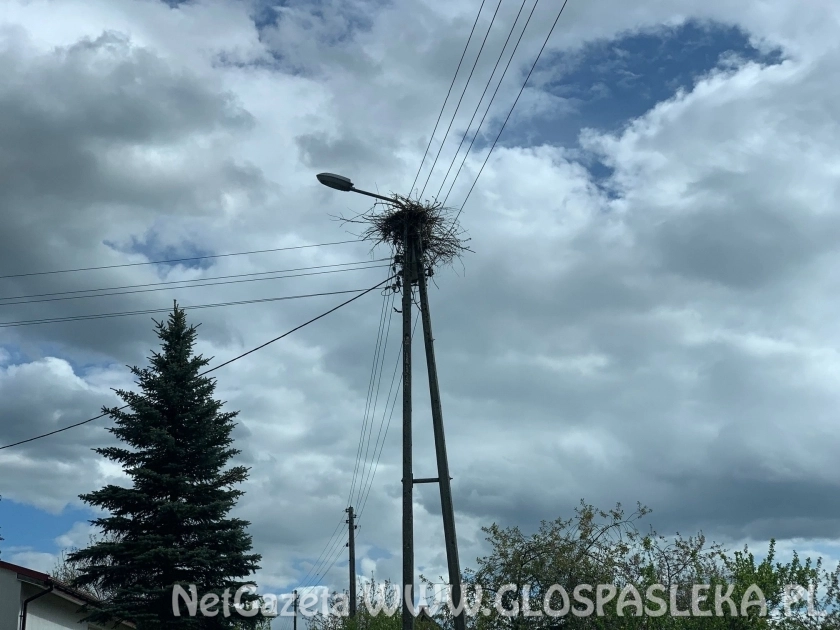 Bociany - potrzebna pomoc energetyków