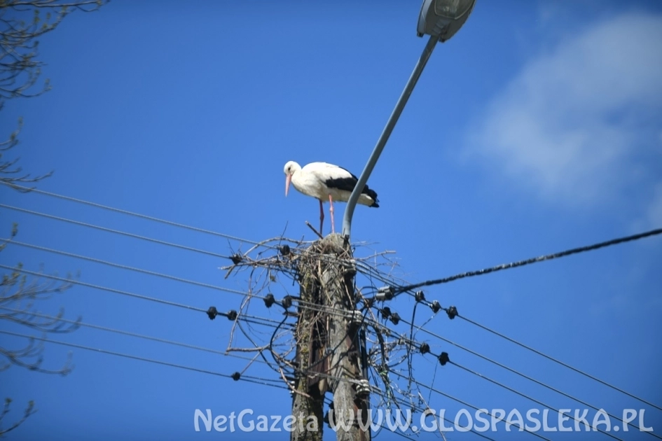 Bociany z Rogajn