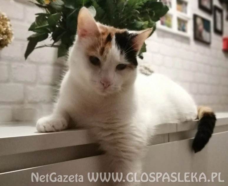  Proszę czytelników o pomoc