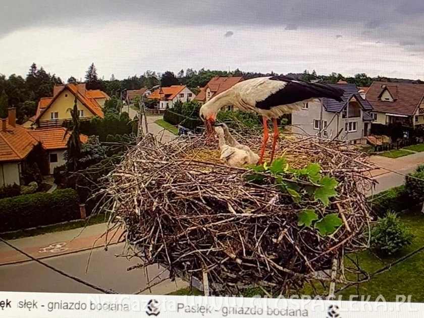 Małe bociany mają się dobrze