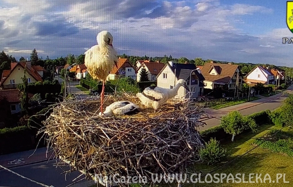 Boćki mają się dobrze