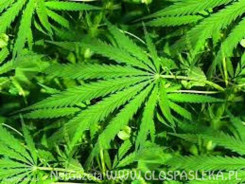 Marihuana w Majkach
