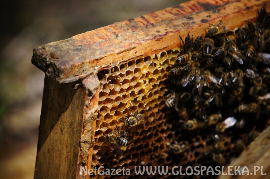 Pszczoły to serce ekosystemu. Sprawdź, dlaczego należy o nie dbać