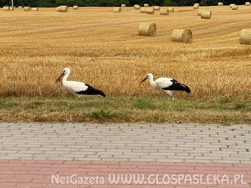 Młode bociany uczą się samodzielności