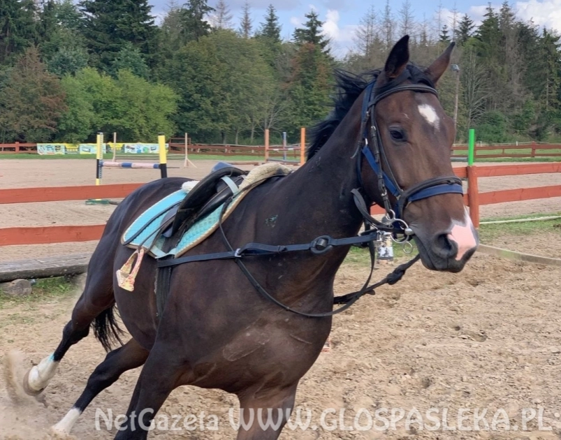 Zaproszenie na zawody konne