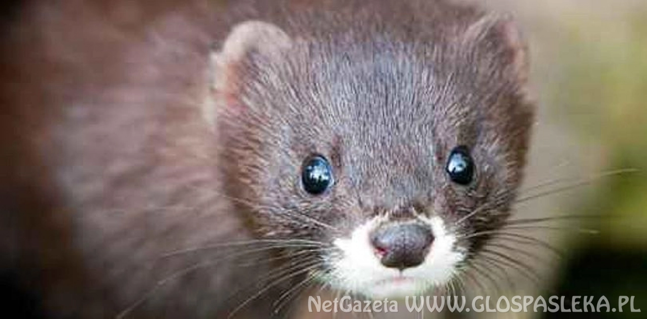 Zwierzęta futerkowe to tylko pretekst