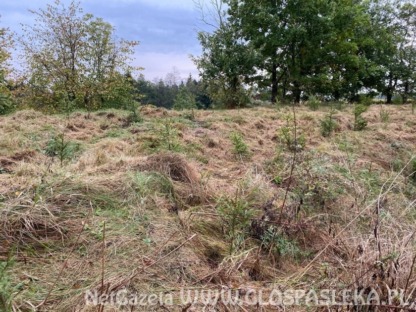 Posadzono ponad 300 młodych świerków