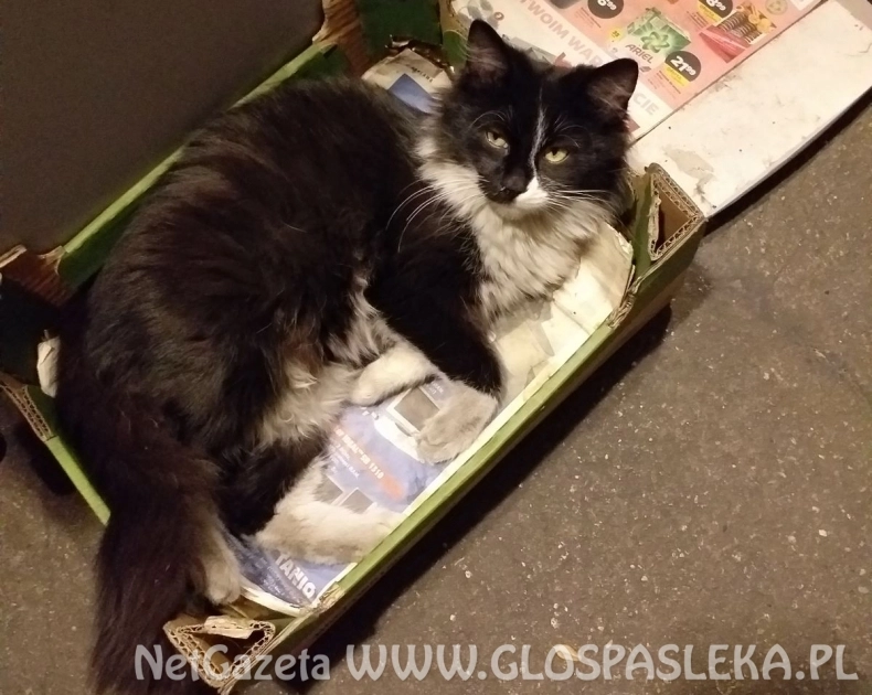 Czarny kot z białymi akcentami