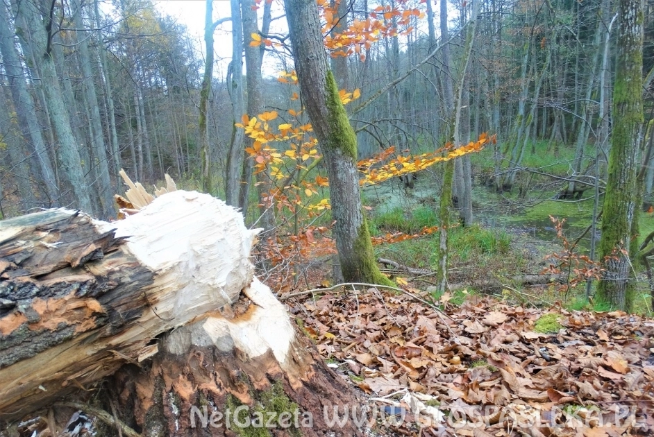 Inżynieria wodna według bobra! 