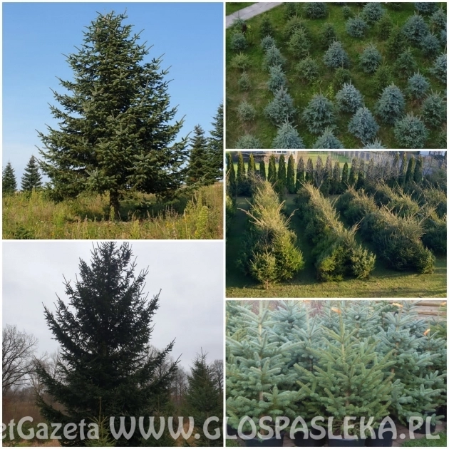 Zapraszamy do zakupu Choinek Świątecznych