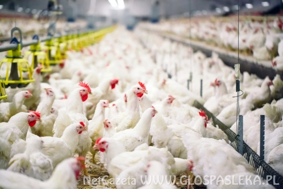 Ryzyko wystąpienia grypy ptaków – komunikat pow. lek. weterynarii