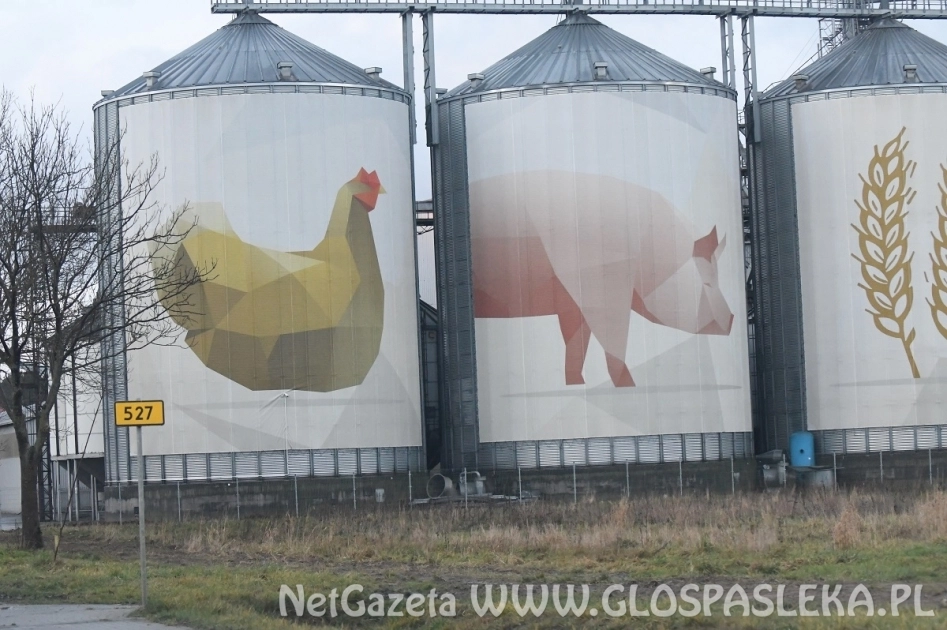 Kurniki – uwagi Sanepidu