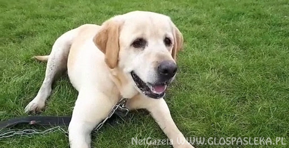 Wystawa psów rasowych