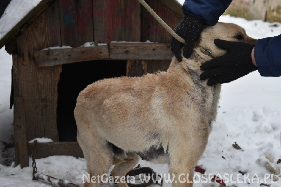Policjanci z Pasłęka interweniowali w sprawie psa. Zwierzę trafiło do schroniska