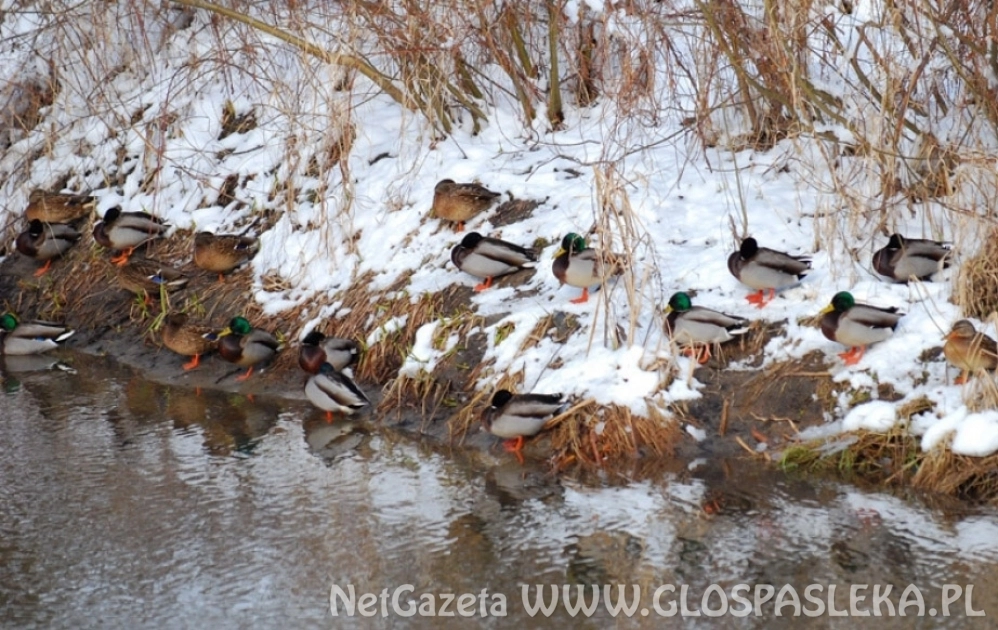 Pamiętajmy o zwierzętach