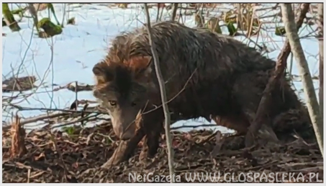 Akcja uwolnienia wilka