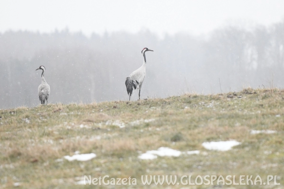 Boćków nie ma, są żurawie