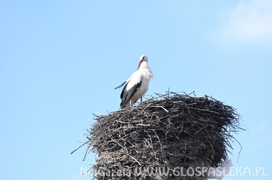 Dwa boćki w Kroninie