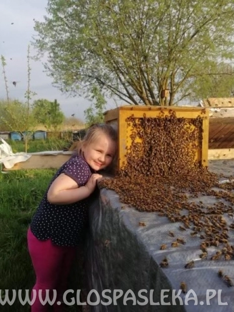 Z pszczołami w przyjaźni