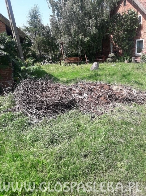 Zniszczone bocianie gniazdo