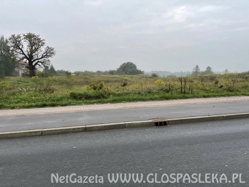 Alternatywa dla Zamkowej