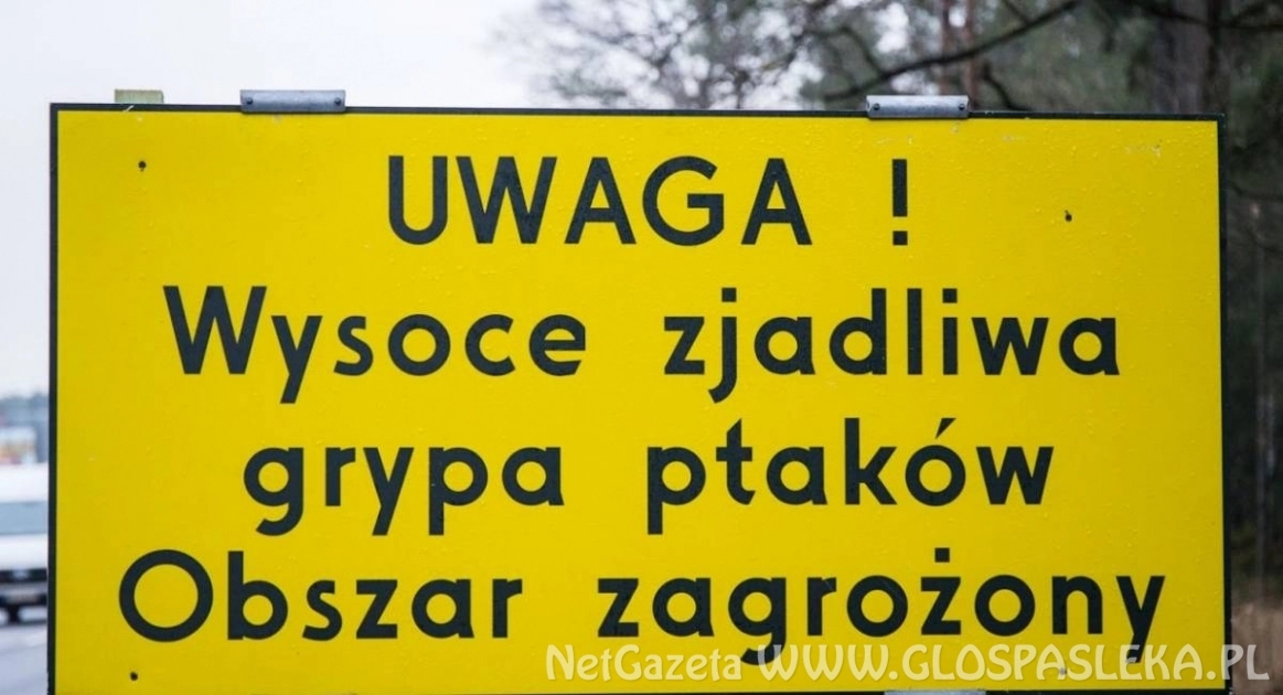 Grypa ptaków