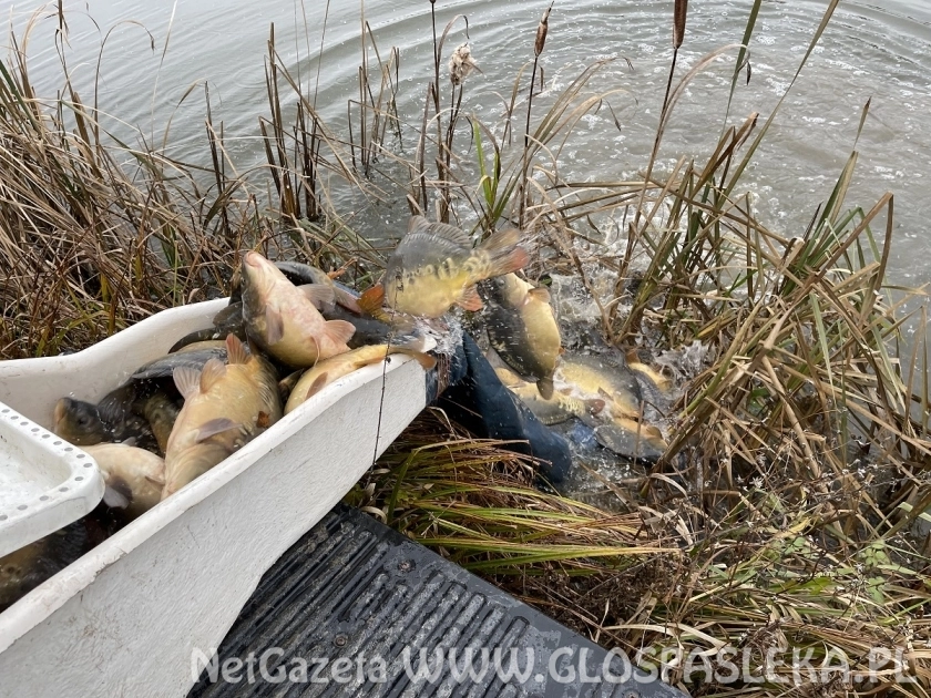 Karpie trafiły do Zakrzewka II