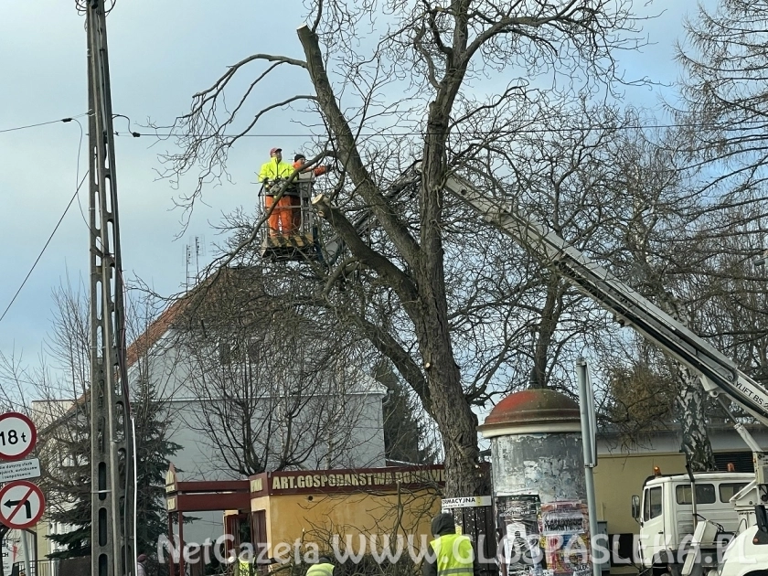 Cięcia drzew