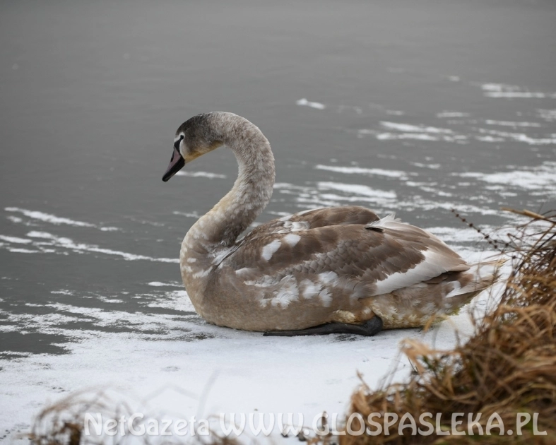 Fajerwerki – stres zwierząt