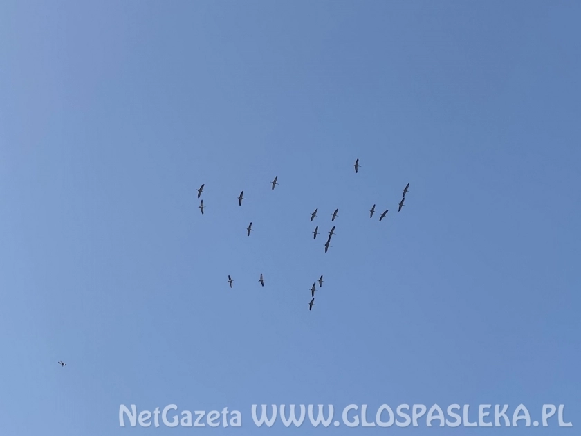 Wracają ptaki