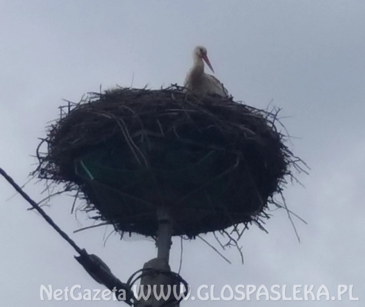 Bocianów jak na lekarstwo
