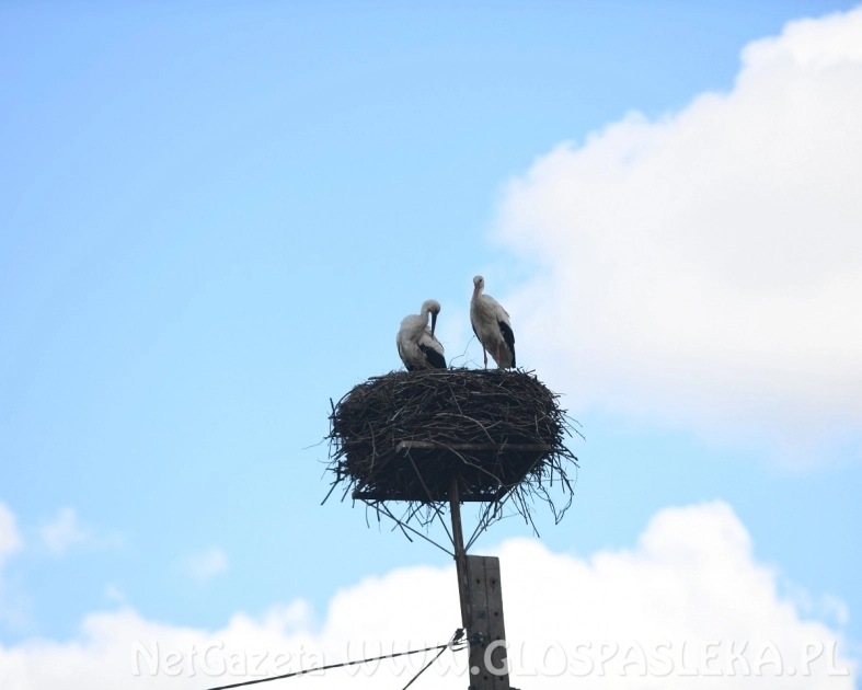 Boćki jednak wracają